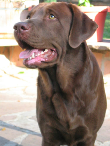 april28dogplay042.jpg