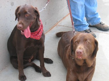 gooddogs.jpg