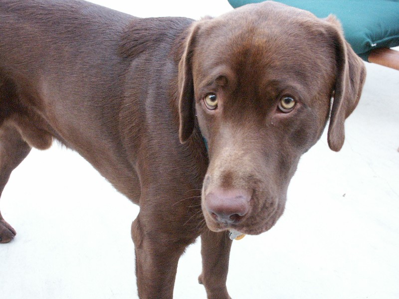 lowdoghud.jpg