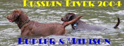 rrdogs.jpg