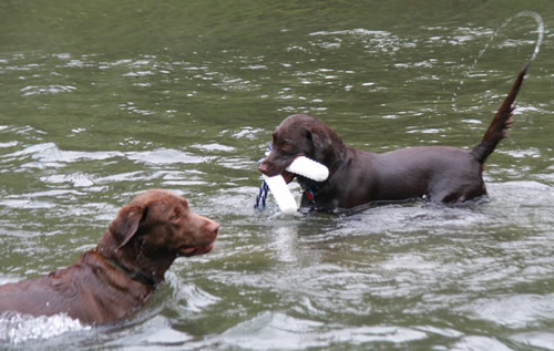 rrdogsriver48small.jpg