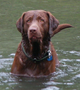 rrdogsriver54small.jpg