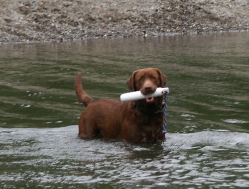 rrdogsriver6small.jpg