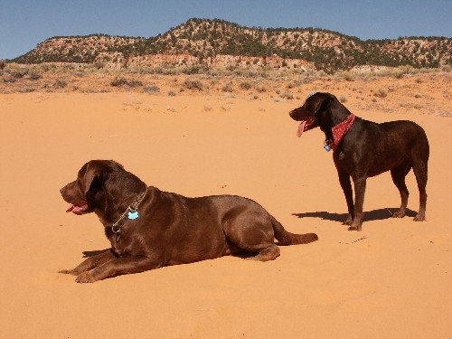 sanddogs.jpg